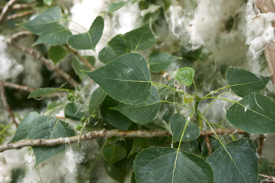 Populus Nigra