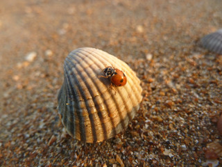 A ladybug crawls on a seashell on the beach in the rays of the setting sun © ElenaEmiliya