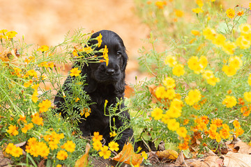 A black english cocker spaniel puppy
