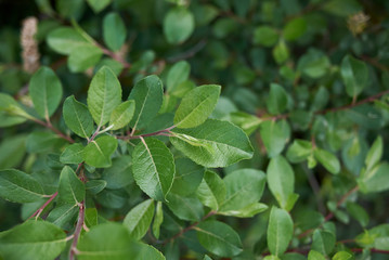 Salix caprea
