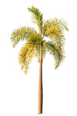 Trees on isolated white backgrounds