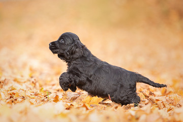 A black english cocker spaniel puppy
