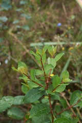 Naklejka premium Salix caprea