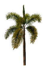 Trees on isolated white backgrounds