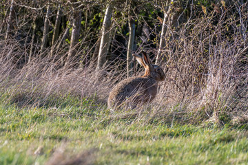 European hare (Lepus europaeus) in a field in England