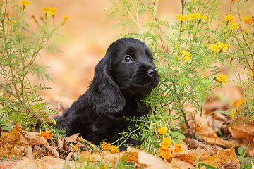 A black english cocker spaniel puppy