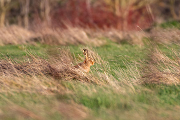 European hare (Lepus europaeus) in a field in England