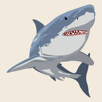 White shark predator big mouth and teeth.