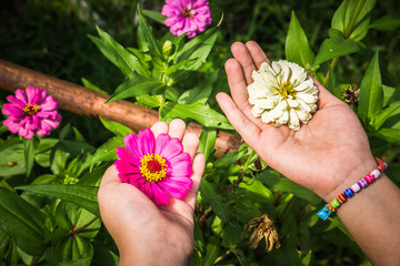 Young girl hands holding zinnia flowers