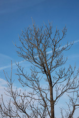 Sorbus domestica