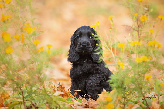 Black Cocker Spaniel Images – Browse 11,243 Stock Photos, Vectors, and Video  | Adobe Stock