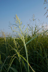 sorghum halepense