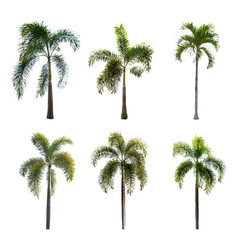 Trees on isolated white backgrounds