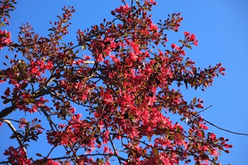 Baumblüte