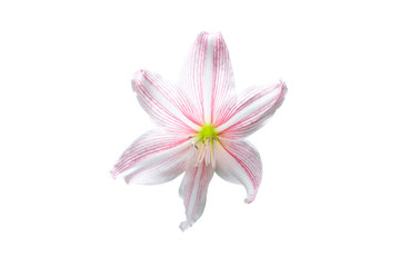 Pink hippeastrum or amaryllis flower bloom isolated on white background included clipping path. 