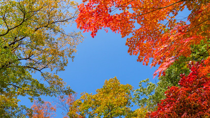 Autumn scenes in Seoraksan-ro Seorak National Park, Sokcho, Gangwon-do South Korea Sokcho-si, Gangwon-do, South Korea
