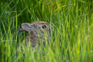 Wild rabbit in its natural habitat at sunset time