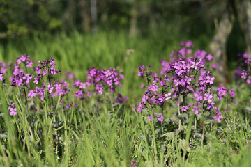 blühende Naturwiese
