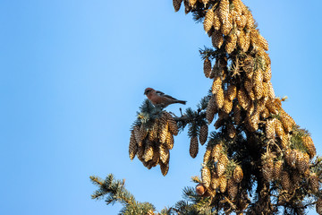 Two-barred Crossbill (Loxia leucoptera).