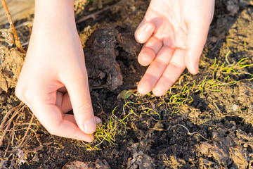 Onions sprouts growing from the ground, spring plant. Young garden onions. Close up view. Shallow depth of field.