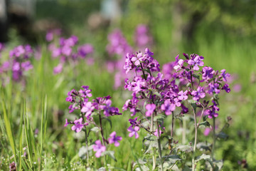 blühende Naturwiese