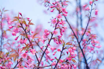 Beautiful wild himalayan cherry flower ( Prunus cerasoides )