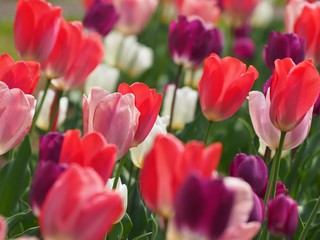 Fototapeta premium チューリップの花
