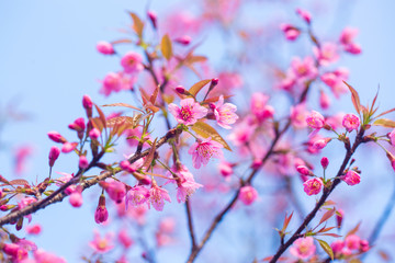 Beautiful wild himalayan cherry flower ( Prunus cerasoides )