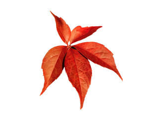 Czerwony jesienny liść na białym tle - obrazy, fototapety, plakaty