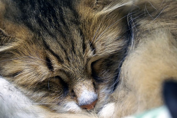 Naklejka na ściany i meble face of a fluffy cute sleeping cat