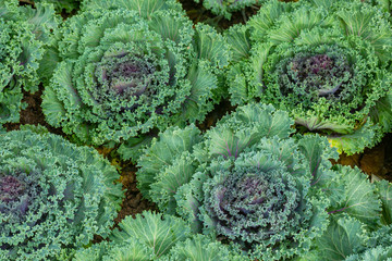 Various crops of fresh lettuce,Lettuce field
