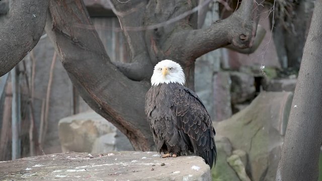 A bald eagle sits on a large stone