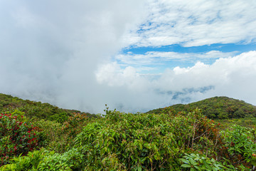 Morning fog in dense tropical rainforest ,Rainforest jungle aerial view