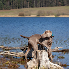 Weimaraner Welpe auf Entdeckungsreise an einem See