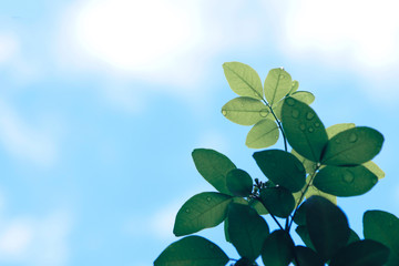 Green leaf with a few water drop under blue sky background