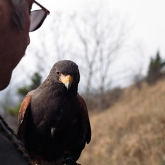 Wüstenbussard Harris hawk bei der Beizjagd