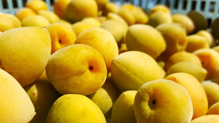 close-up yellow ume plum fruit