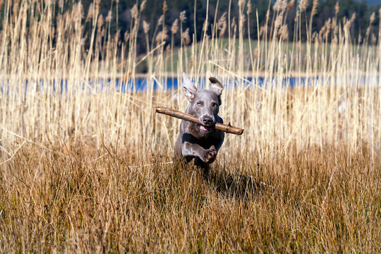 Weimaraner Welpe auf Entdeckungsreise an einem See