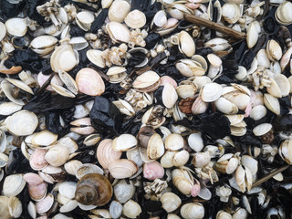 Close up plenty of Baltic Sea sea shells background texture