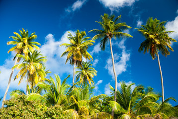Grove of tall coconut palms with lush green sea grape trees lining the shore of a tropical beach under sunny blue sky