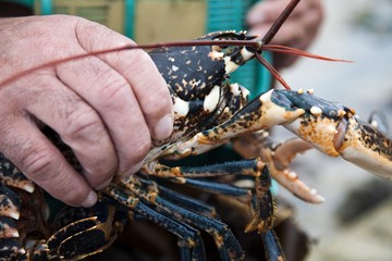 Frisch gefangener Hummer in der Hand eines Fischers