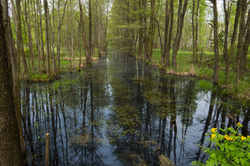 Wetland in lush deciduous forest in Bialowieza National Park in eastern Poland.