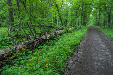 Dirt road through lush deciduous forest in Bialowieza National Park in eastern Poland.