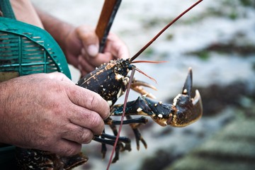Frisch gefangener Hummer in der Hand eines Fischers