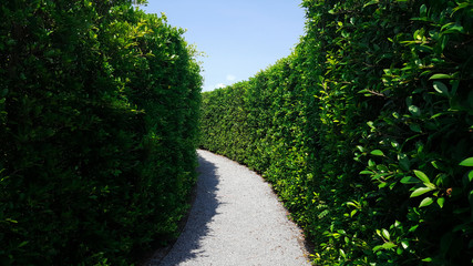 Fototapeta na wymiar maze green plant wall