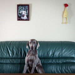 Weimaraner Jagdhund posiert auf einer Couch 