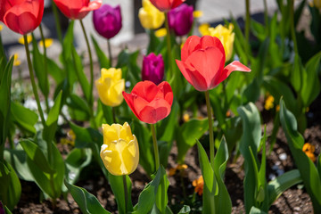 花壇のチューリップ