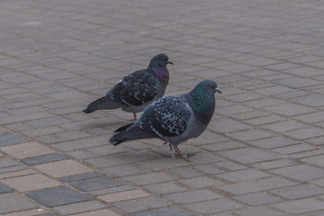 pigeons on the background of paving slabs
