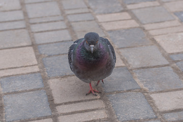 pigeons on the background of paving slabs