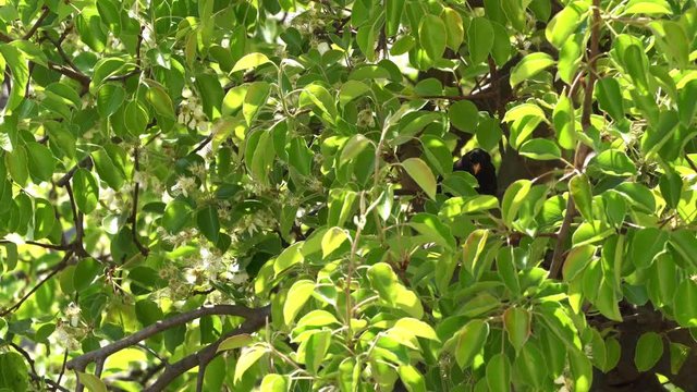 A singing blackbird in the tree surrounded by leaves